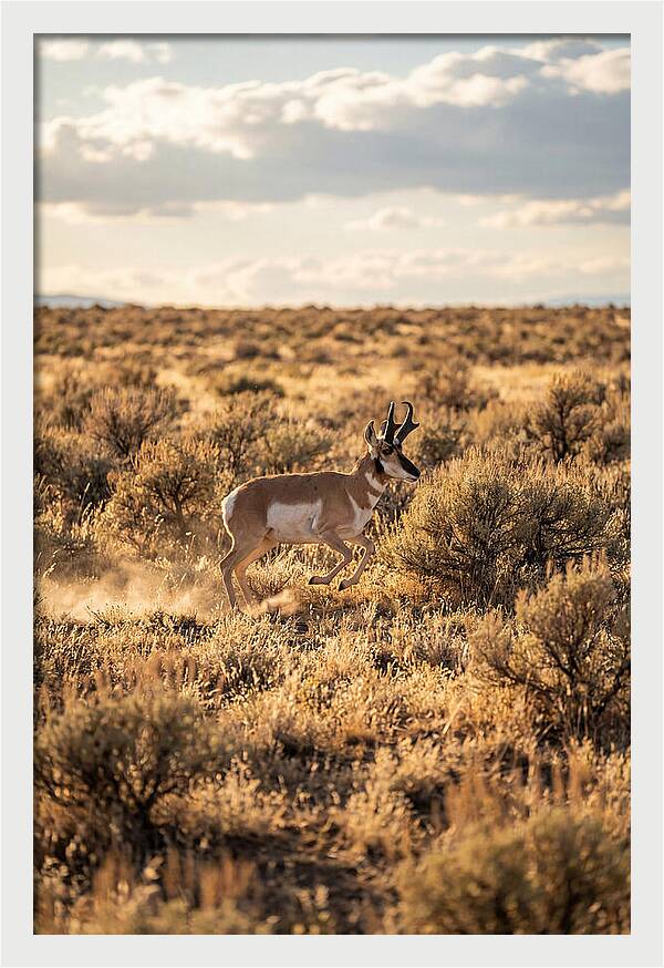 Pronghorn Sprinting Across Prairie