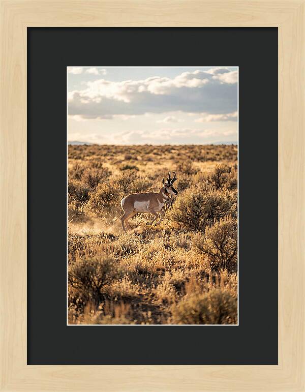 Pronghorn Sprinting Across Prairie