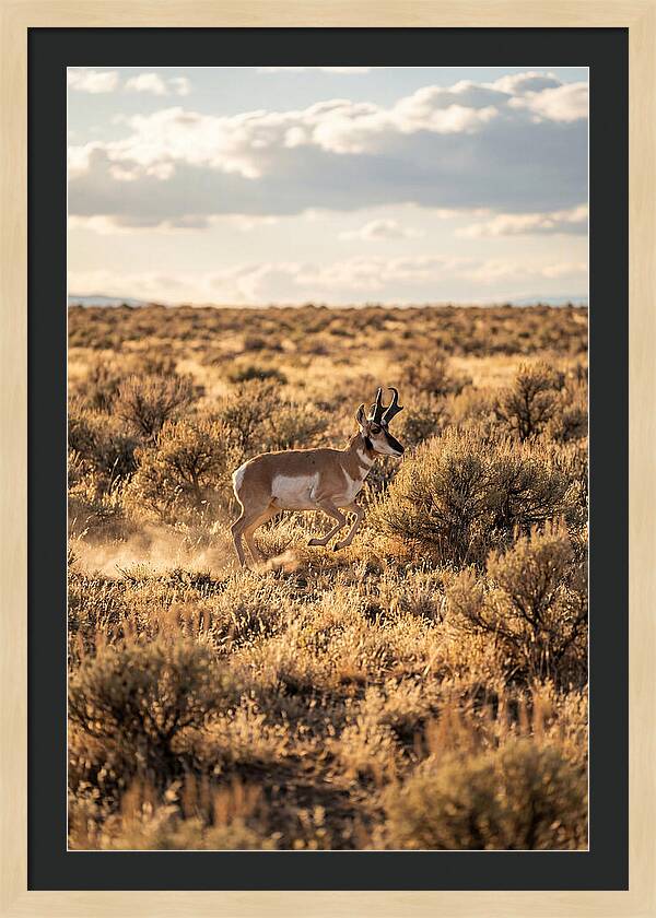 Pronghorn Sprinting Across Prairie
