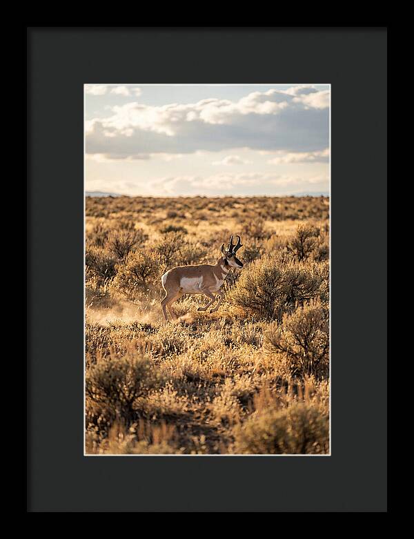 Pronghorn Sprinting Across Prairie