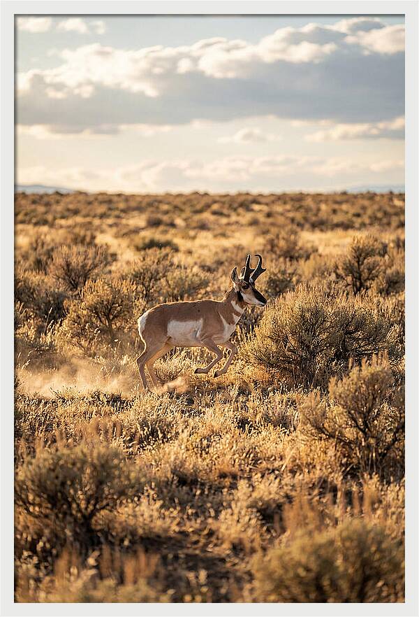Pronghorn Sprinting Across Prairie