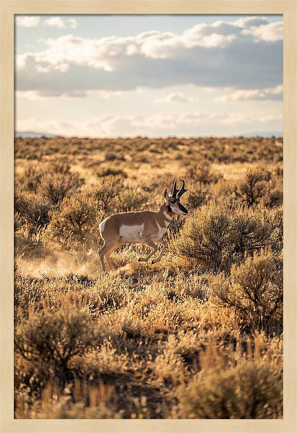 Pronghorn Sprinting Across Prairie