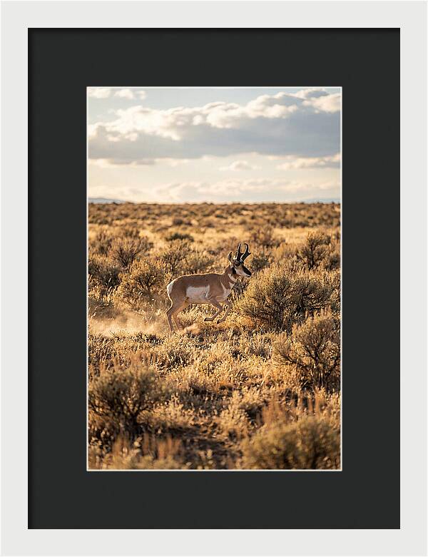Pronghorn Sprinting Across Prairie