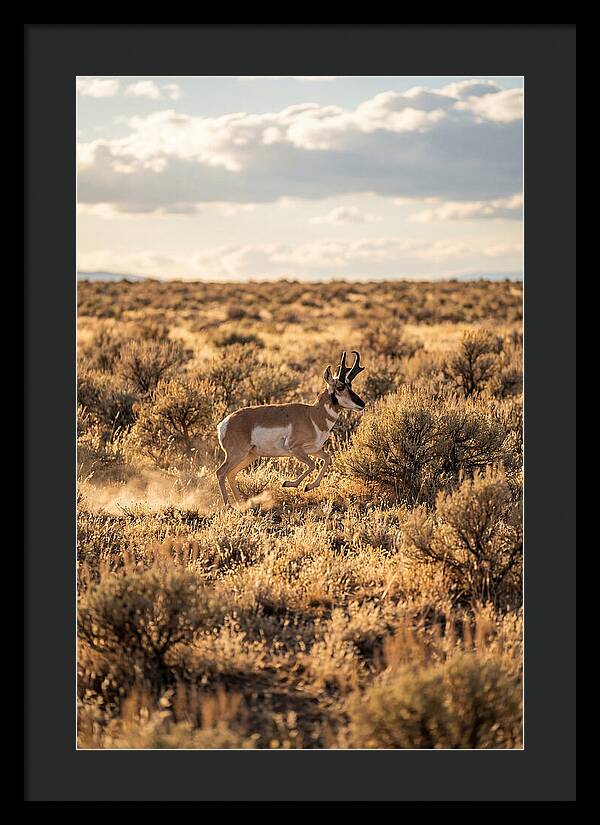 Pronghorn Sprinting Across Prairie