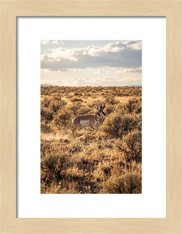 Pronghorn Sprinting Across Prairie
