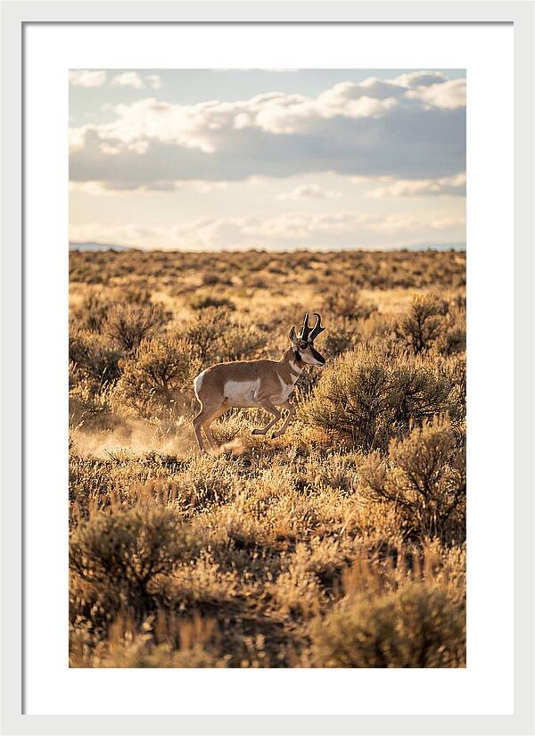 Pronghorn Sprinting Across Prairie