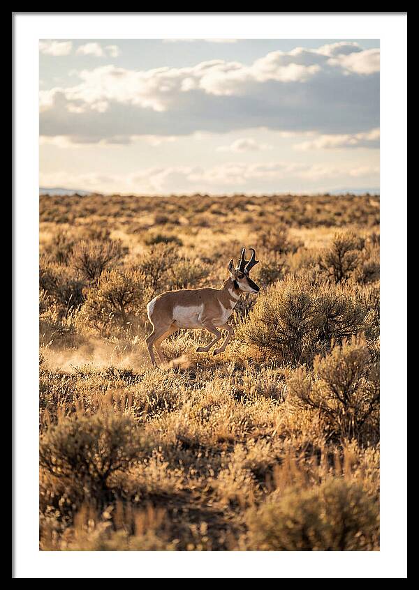 Pronghorn Sprinting Across Prairie