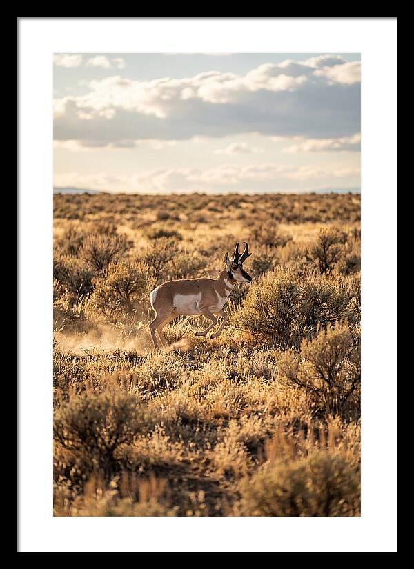 Pronghorn Sprinting Across Prairie