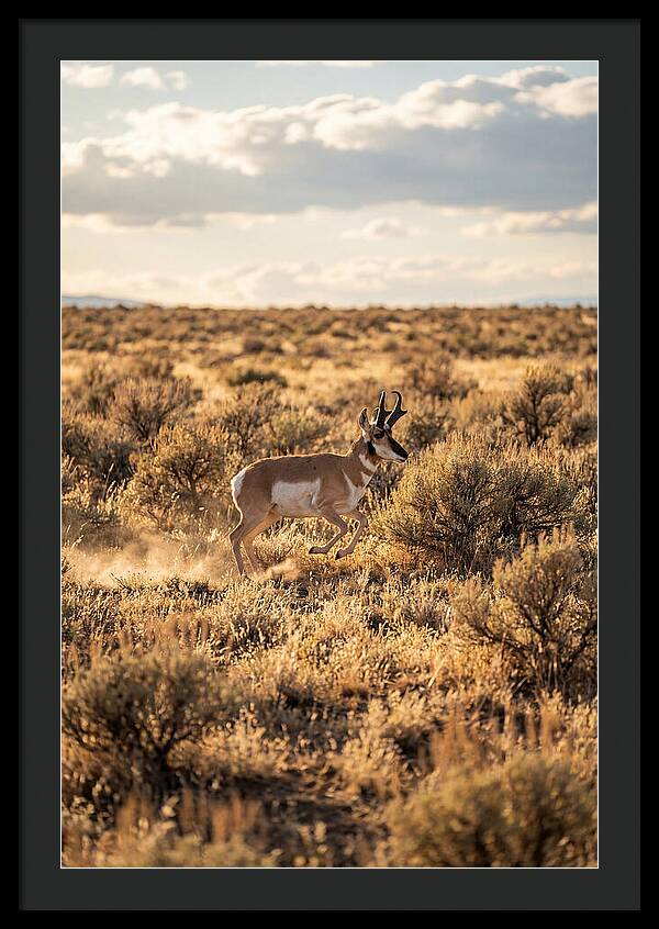 Pronghorn Sprinting Across Prairie