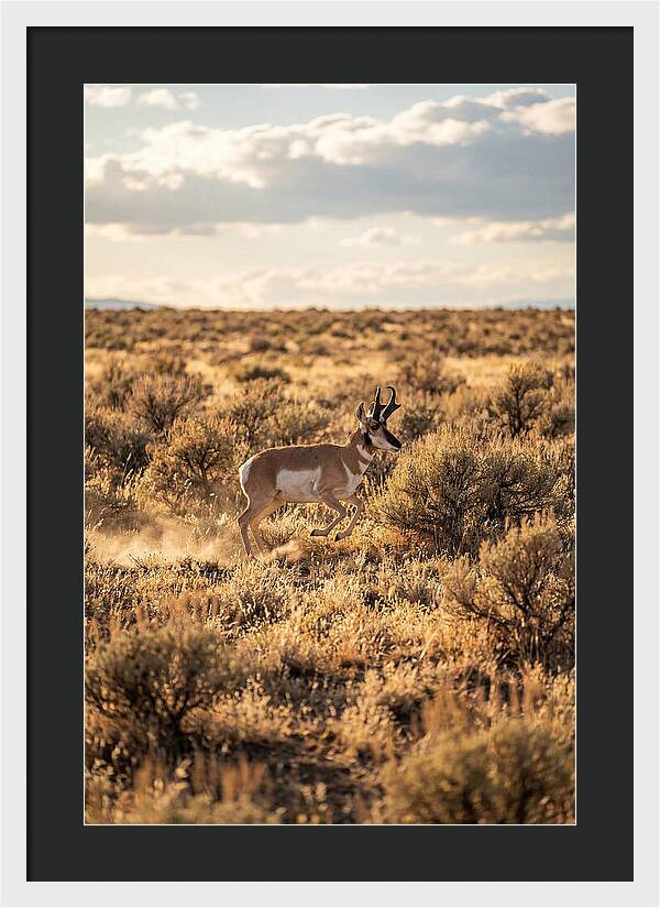 Pronghorn Sprinting Across Prairie