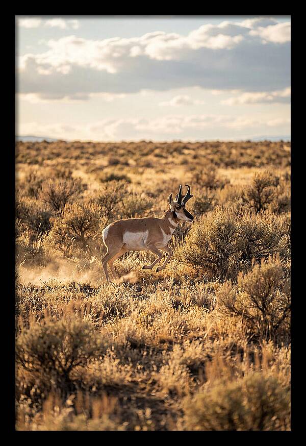 Pronghorn Sprinting Across Prairie