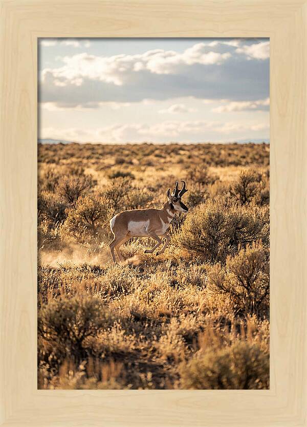 Pronghorn Sprinting Across Prairie