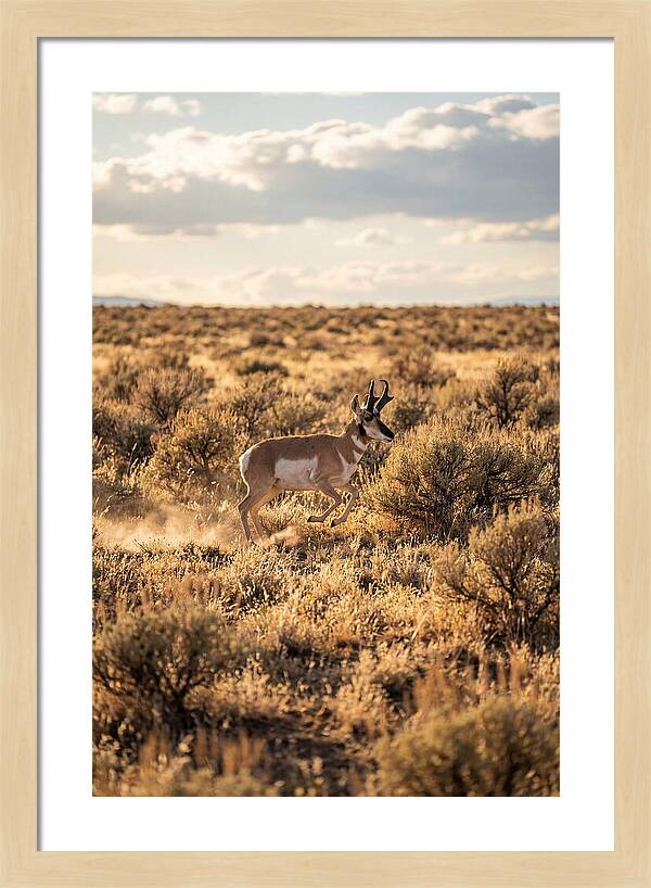 Pronghorn Sprinting Across Prairie