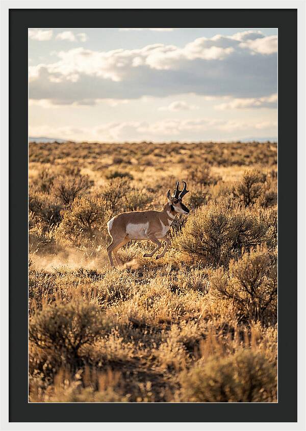 Pronghorn Sprinting Across Prairie