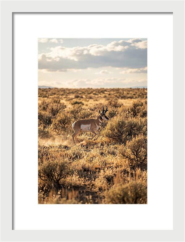 Pronghorn Sprinting Across Prairie