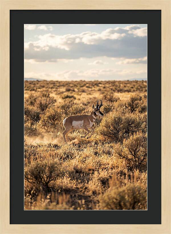 Pronghorn Sprinting Across Prairie