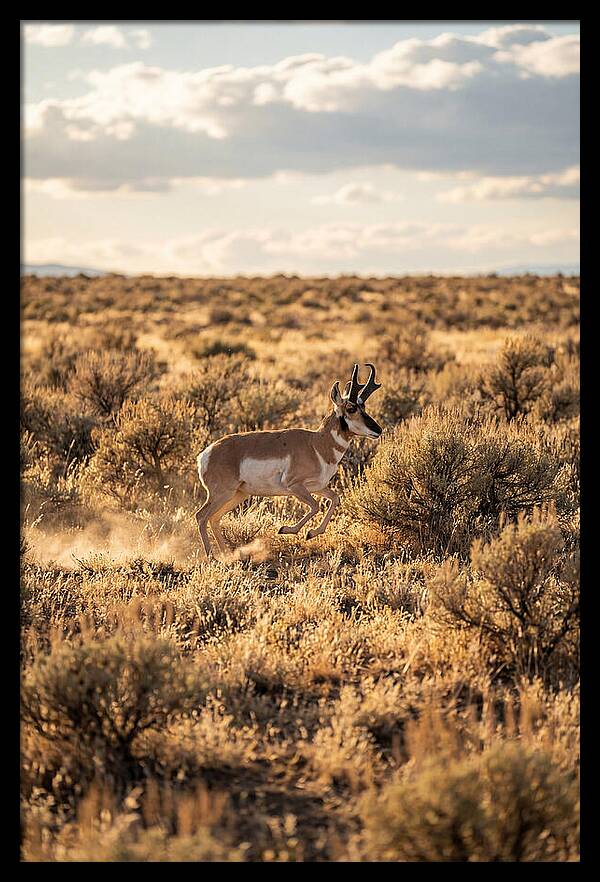 Pronghorn Sprinting Across Prairie
