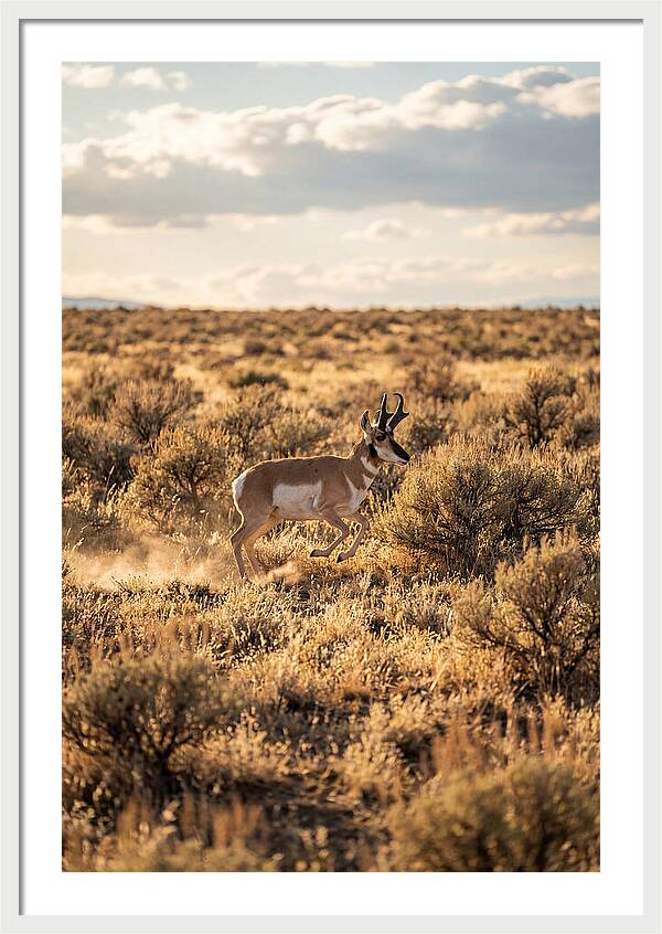 Pronghorn Sprinting Across Prairie