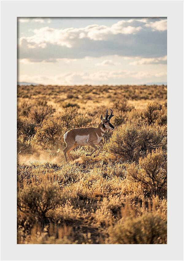 Pronghorn Sprinting Across Prairie