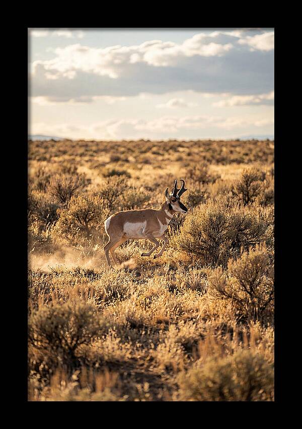 Pronghorn Sprinting Across Prairie