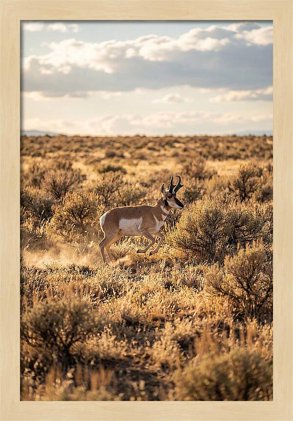 Pronghorn Sprinting Across Prairie
