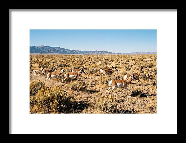 Pronghorns Sprinting Across Prairie