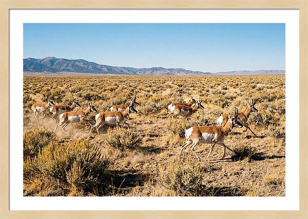 Pronghorns Sprinting Across Prairie