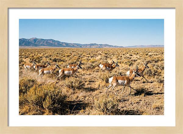 Pronghorns Sprinting Across Prairie