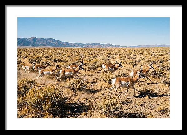 Pronghorns Sprinting Across Prairie