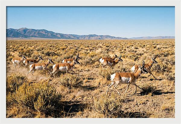 Pronghorns Sprinting Across Prairie
