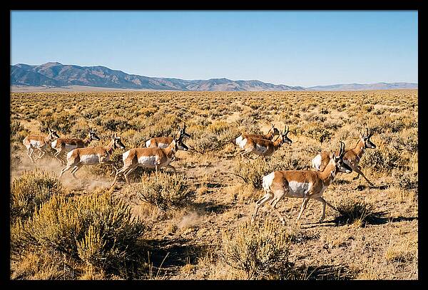 Pronghorns Sprinting Across Prairie