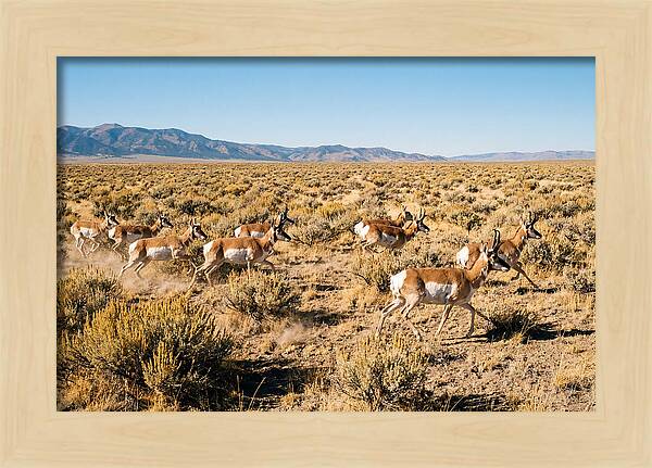 Pronghorns Sprinting Across Prairie