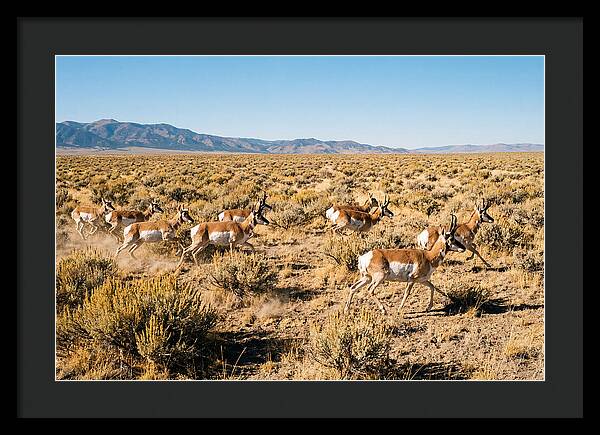Pronghorns Sprinting Across Prairie