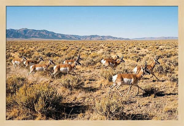 Pronghorns Sprinting Across Prairie