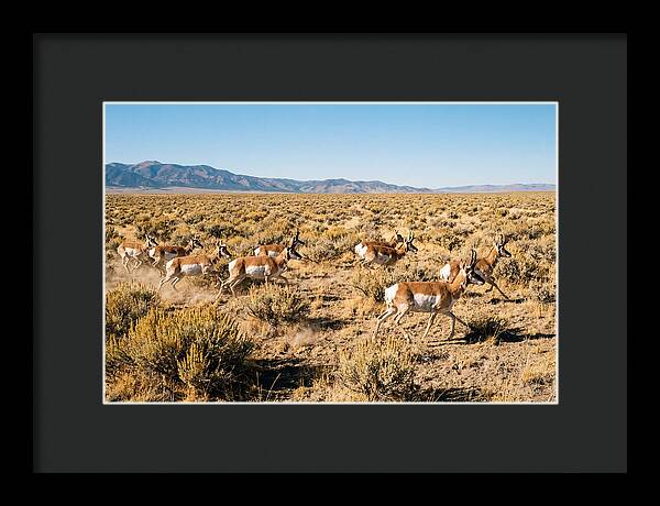 Pronghorns Sprinting Across Prairie