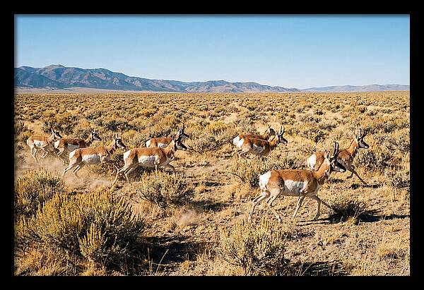 Pronghorns Sprinting Across Prairie