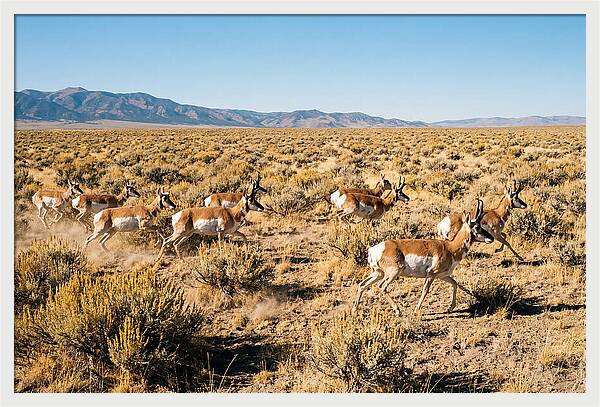 Pronghorns Sprinting Across Prairie