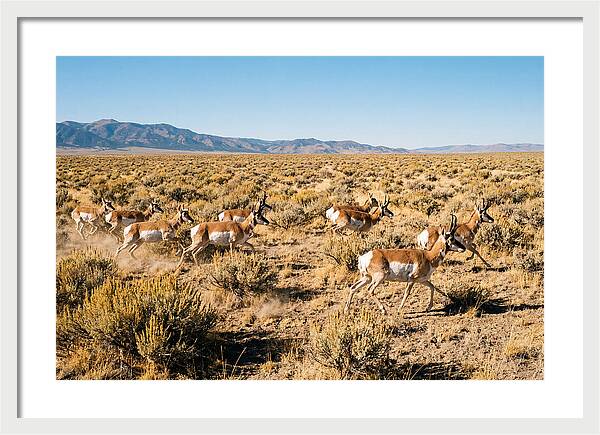 Pronghorns Sprinting Across Prairie