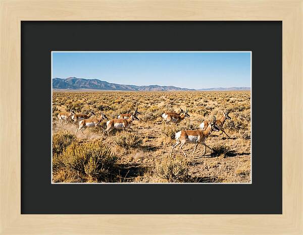 Pronghorns Sprinting Across Prairie