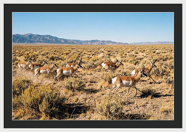 Pronghorns Sprinting Across Prairie