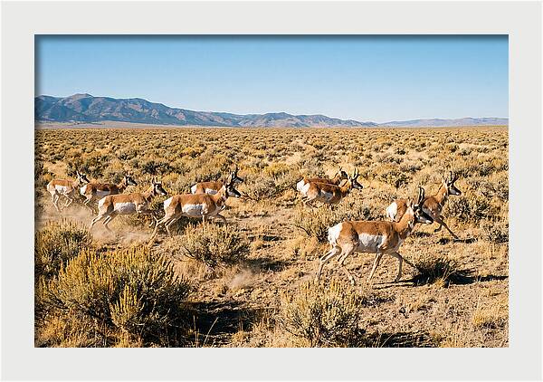 Pronghorns Sprinting Across Prairie
