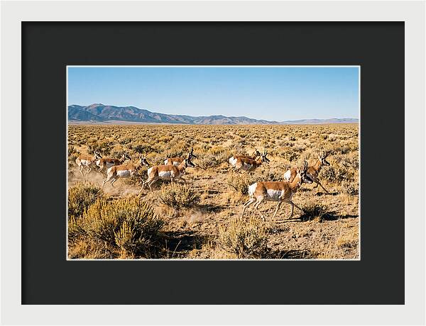 Pronghorns Sprinting Across Prairie