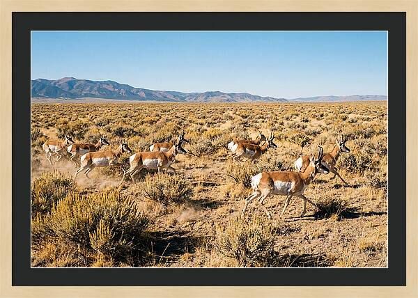 Pronghorns Sprinting Across Prairie