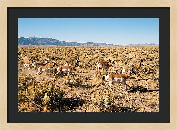 Pronghorns Sprinting Across Prairie