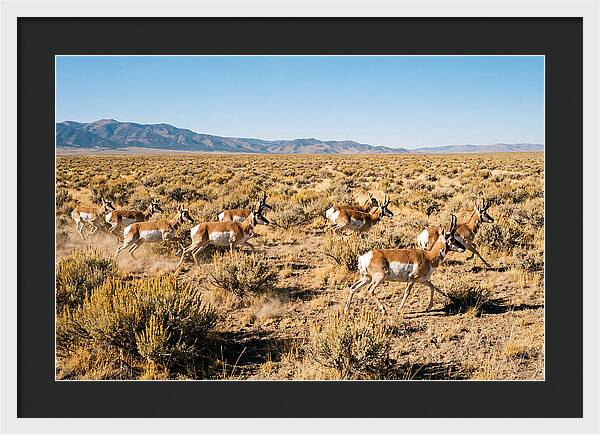 Pronghorns Sprinting Across Prairie
