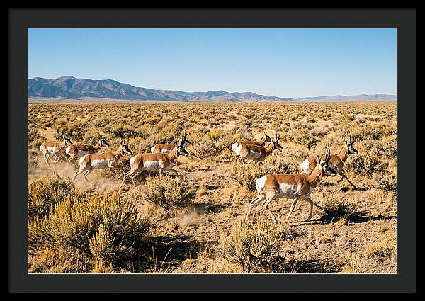 Pronghorns Sprinting Across Prairie