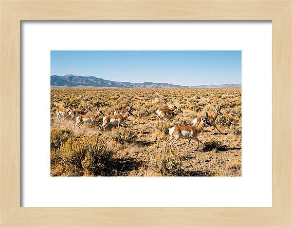 Pronghorns Sprinting Across Prairie