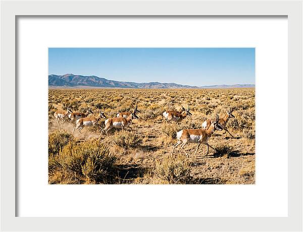 Pronghorns Sprinting Across Prairie