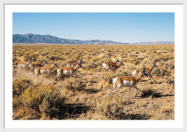 Pronghorns Sprinting Across Prairie