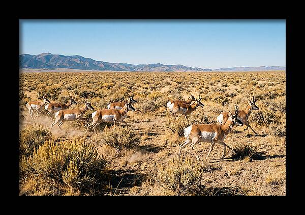 Pronghorns Sprinting Across Prairie